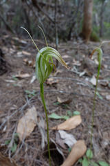 Pterostylis acuminata