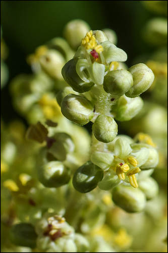 Rhus copallina image