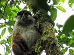 Pennant's Red Colobus photo 3