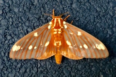 Citheronia regalis