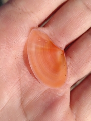 Bosemprella incarnata