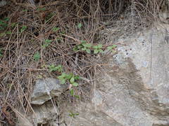 Galium rotundifolium
