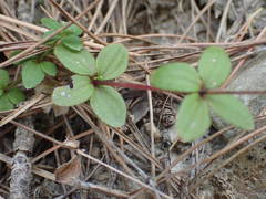 Galium rotundifolium