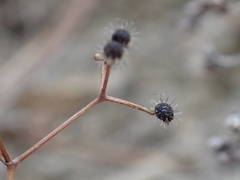 Galium rotundifolium