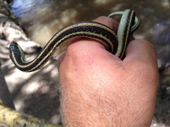 Thamnophis proximus orarius