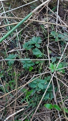 Trollius europaeus
