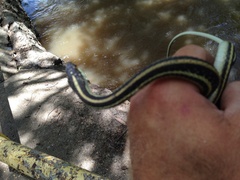 Thamnophis proximus orarius