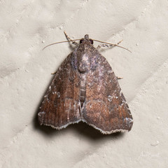 Amyna bullula