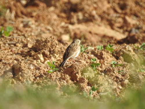 Puna Pipit (Anthus brevirostris), photo 10