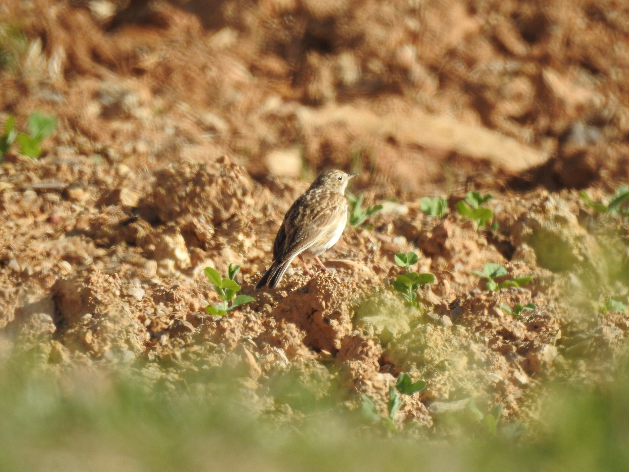 Puna Pipit (Anthus brevirostris), photo 10