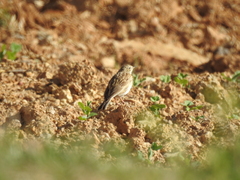 Anthus brevirostris