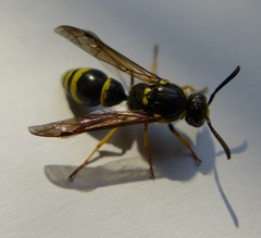 Symmorphus crassicornis