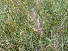Festuca vivipara