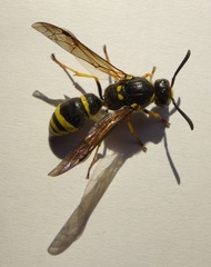 Symmorphus crassicornis