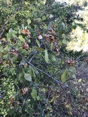 Ptelea trifoliata mollis