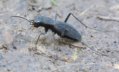Dromochorus pilatei