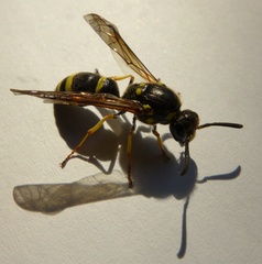 Symmorphus crassicornis