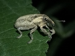 Lixus scrobicollis