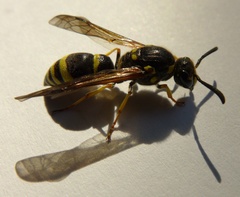 Symmorphus crassicornis