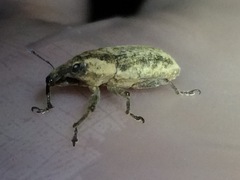 Lixus scrobicollis