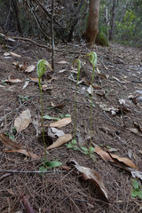 Pterostylis acuminata