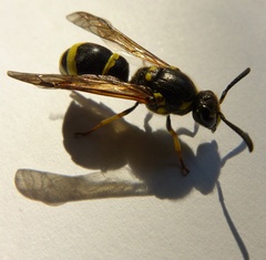 Symmorphus crassicornis