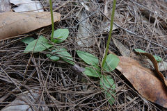 Pterostylis acuminata