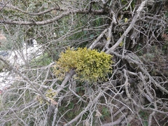 Arceuthobium oxycedri