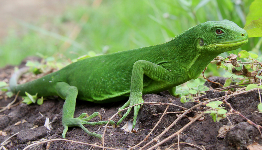 Gau Banded Iguana