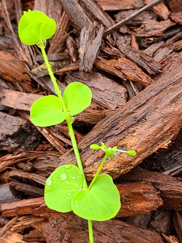 Drymaria cordata image