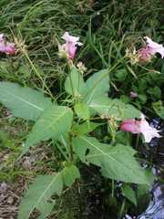 Impatiens glandulifera