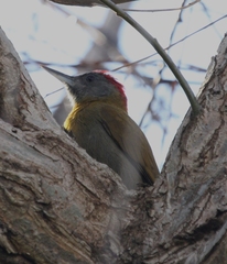 Chloropicus griseocephalus