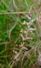 Lachenalia perryae