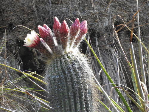 Image of Trichocereus Bertramianus (Trichocereus bertramianus) by no rights reserved