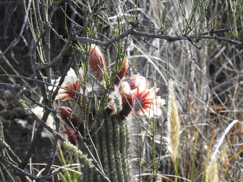 Image of Trichocereus Bertramianus (Trichocereus bertramianus) by no rights reserved