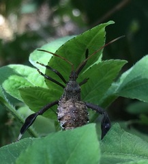 Acanthocephala femorata