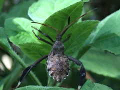 Acanthocephala femorata