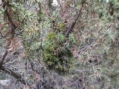 Arceuthobium oxycedri