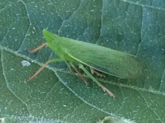 Rhynchomitra recurva