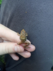 Rana arvalis