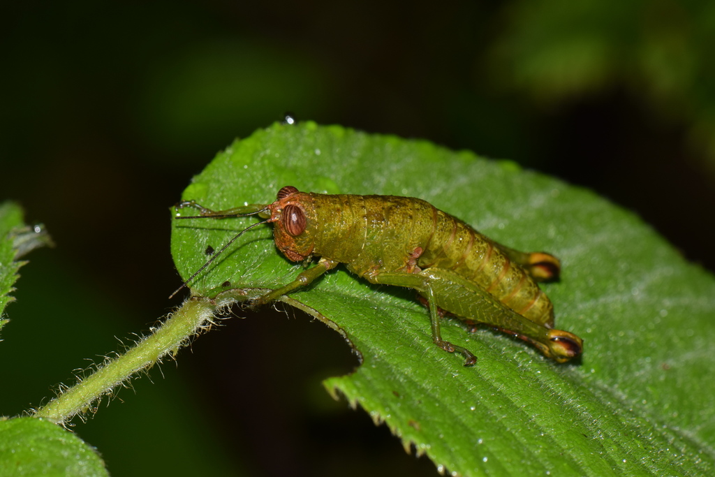 Acridophaea
