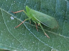 Rhynchomitra recurva