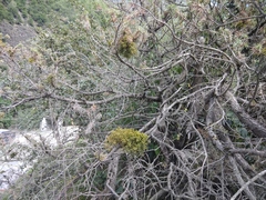 Arceuthobium oxycedri