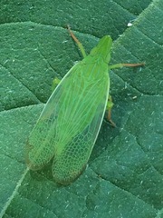 Rhynchomitra recurva