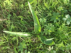 Cirsium heterophyllum