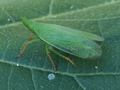 Rhynchomitra recurva