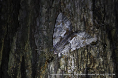 Catocala insolabilis