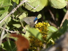 Parrhasius polibetes