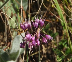 Allium carinatum pulchellum