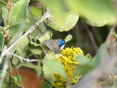 Parrhasius polibetes